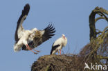 White Stork (Ciconia ciconia)