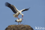 White Stork (Ciconia ciconia)