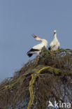 White Stork (Ciconia ciconia)