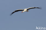 White Stork (Ciconia ciconia)