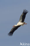 White Stork (Ciconia ciconia)