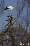 White Stork (Ciconia ciconia)