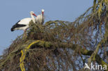 White Stork (Ciconia ciconia)