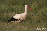 White Stork (Ciconia ciconia)