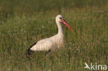 White Stork (Ciconia ciconia)