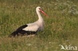 White Stork (Ciconia ciconia)
