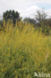 Austrian Yellow-cress (Rorippa austriaca)