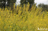 Oostenrijkse kers (Rorippa austriaca)