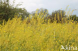 Oostenrijkse kers (Rorippa austriaca)