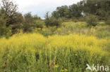 Austrian Yellow-cress (Rorippa austriaca)