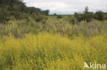 Austrian Yellow-cress (Rorippa austriaca)