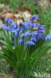 Oosterse sterhyacint (Scilla siberica)