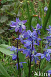 Oosterse sterhyacint (Scilla siberica)