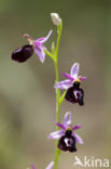 Ophrys ferrum-equinum 