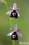 Ophrys ferrum-equinum 