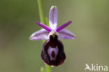 Ophrys ferrum-equinum 