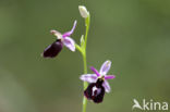 Ophrys ferrum-equinum 
