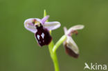 Ophrys ferrum-equinum 