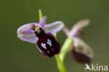 Ophrys ferrum-equinum 