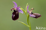 Ophrys ferrum-equinum 