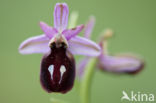 Ophrys ferrum-equinum 