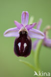 Ophrys ferrum-equinum 