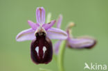 Ophrys ferrum-equinum 