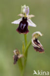 Ophrys ferrum-equinum 