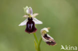 Ophrys ferrum-equinum 