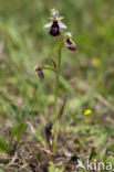 Ophrys ferrum-equinum 