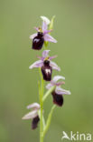 Ophrys ferrum-equinum 