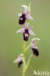 Ophrys ferrum-equinum 