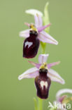 Ophrys ferrum-equinum 