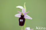 Ophrys ferrum-equinum 