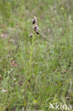 Ophrys ferrum-equinum 