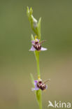 Ophrys heldreichii