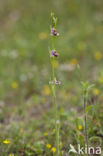 Ophrys heldreichii