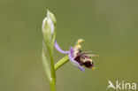 Ophrys heldreichii