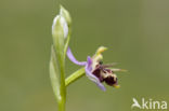 Ophrys heldreichii