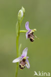 Ophrys heldreichii