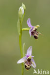 Ophrys heldreichii