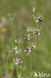 Ophrys heldreichii