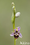 Ophrys heldreichii