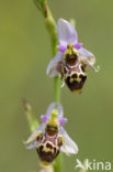 Ophrys heldreichii