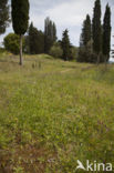 Ophrys heldreichii