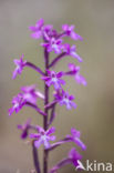 Orchis quadripunctata