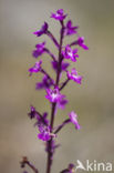 Orchis quadripunctata