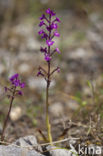 Orchis quadripunctata