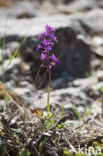 Orchis quadripunctata