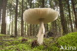 Parasol (Lepiota spec)